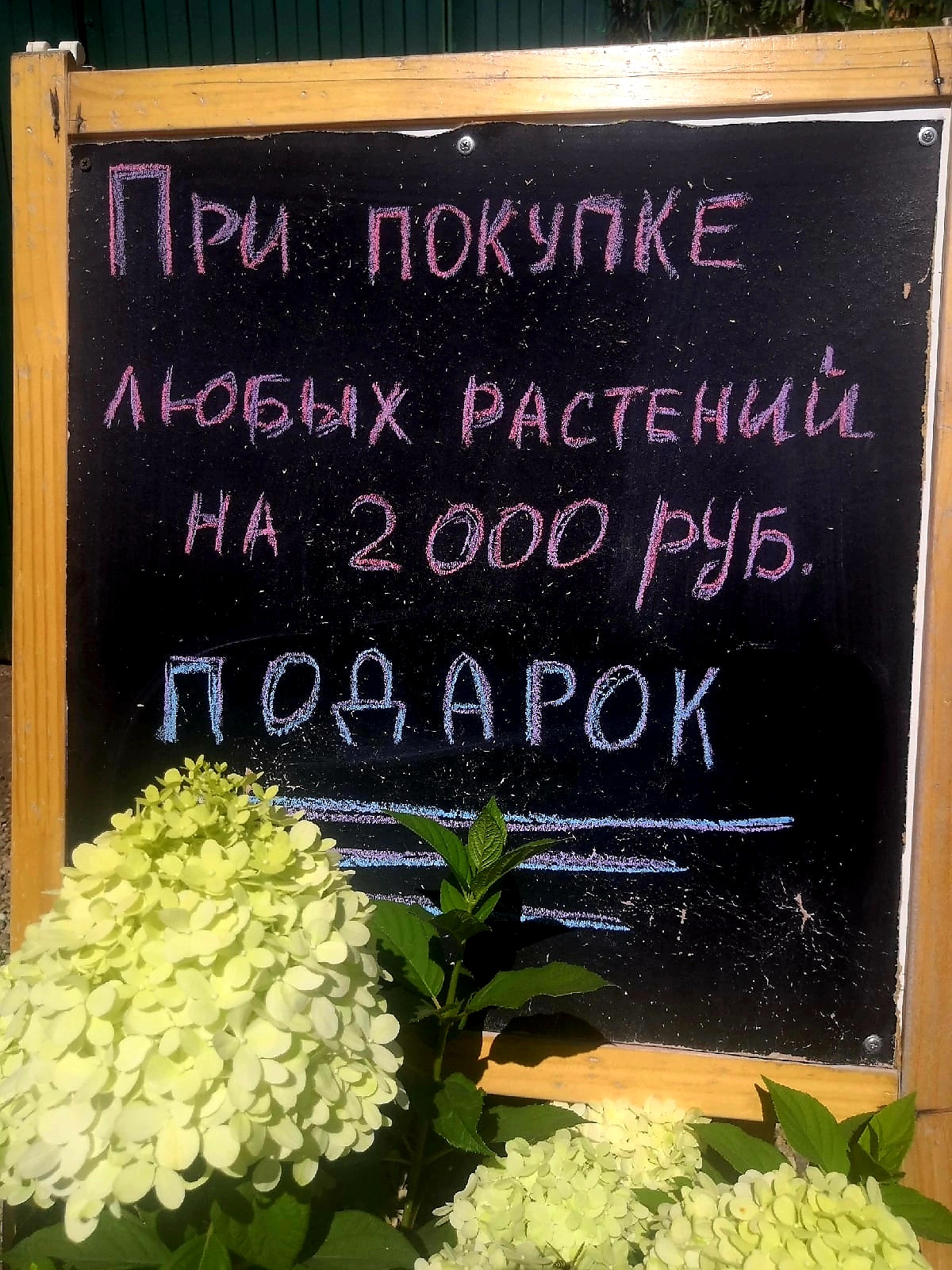 Акция в Отрадном и на Южном шоссе с Подарком с 12.08.22 по 14.08.22 -  Ильинка - питомник плодово-декоративных культур