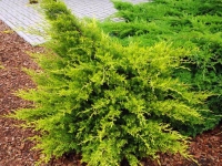 Можжевельник китайский Монарх - Juniperus chinensis Monarch
